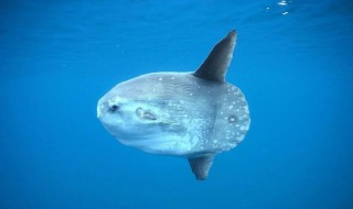 翻车鱼好吃吗(翻车鱼为什么没人吃)