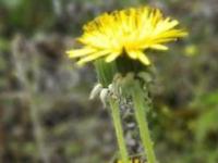 婆婆丁怎么吃 婆婆丁怎么吃消炎效果最好