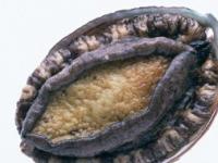 鲍鱼是什么 鲍鱼是什么类生物