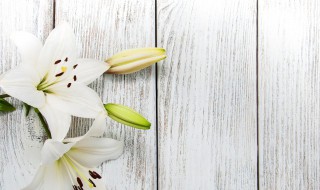 新鲜百合怎么做好吃(新鲜百合怎么做好吃简单好吃四种做法介绍)